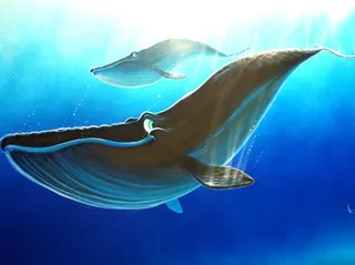 Ocean room happy whales